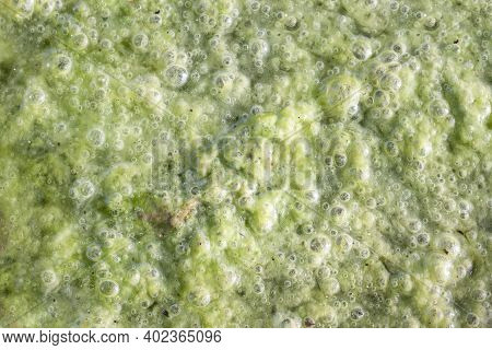 Spirogyra Or Division Chlorophyta Is Edible For Background And Textured.
