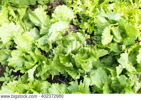 Closeu Shot Of Plateau Lettuce. Top View