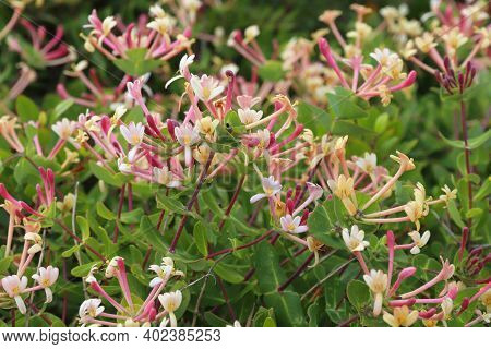 Portugal Plant Species - Lonicera Etrusca (etruscan Honeysuckle) In Algarve Region.