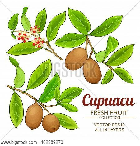 Cupuacu Vector Plant Set On White Background
