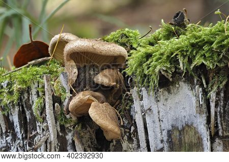 The Oyster Rollrim (tapinella Panuoides) Is An Inedible Mushroom