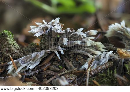 The Thelephora Penicillata Is An Inedible Mushroom , Stacked Macro Photo