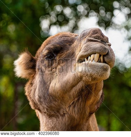 Dromedary, Camelus Dromedarius In Jerez De La Frontera, Andalusia In Spain