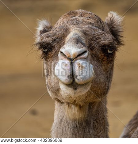 Dromedary, Camelus Dromedarius In Jerez De La Frontera, Andalusia In Spain