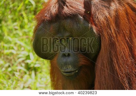 mÃ¤nnlichen Orang-Utan closeup