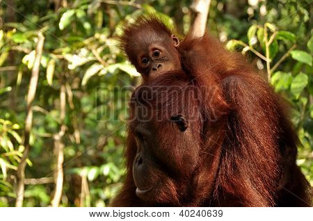 Orang-Utans