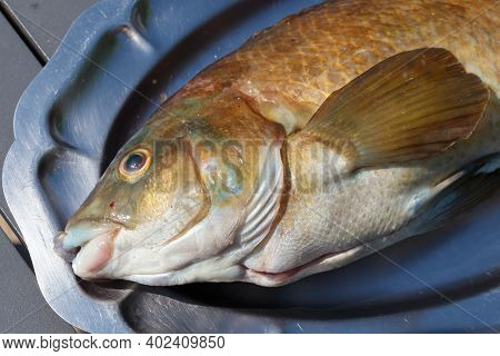 Beige And Brown Allan Wrasse On A Pewter Dish After Fishing In Brittany