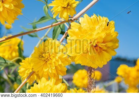 Yellow Flower Buds Of Rudbeckia Laciniata Hortensia, With Bees Flying Next To The Flower On The Back
