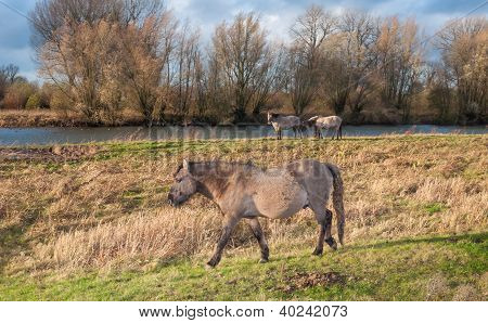 Cavalli konik nella riserva naturale olandese