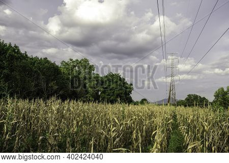 Electricity Pole With Green Corn Fields Against Silhouette Sunset Sky, Electricity Pylon With Shadow