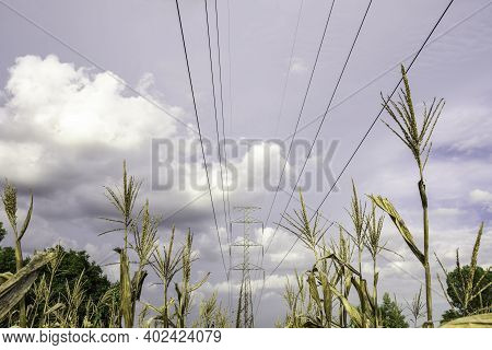 Electricity Pole With Green Corn Fields Against Silhouette Sunset Sky, Electricity Pylon With Shadow