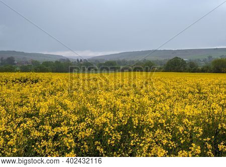 Spring Yellow Flowering Rapeseed Fields, Cloudy Pre-thunderstorm Rainy Sky And Green Hills. Natural 