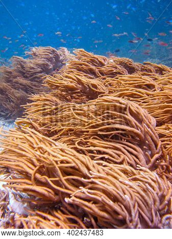 Soft Coral. Spaghetti Finger Leather Coral (sinularia Flexibilis)