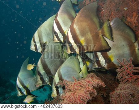 School Of Tropical Fish Of Dusky Batfish (platax Pinnatus)