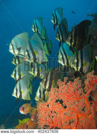 School Of Tropical Fish Of Dusky Batfish (platax Pinnatus)