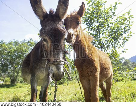 Portrait Of A She-donkey And A Hinny On A Field Near The Colonial Town Of Villa De Leyva, In The Cen