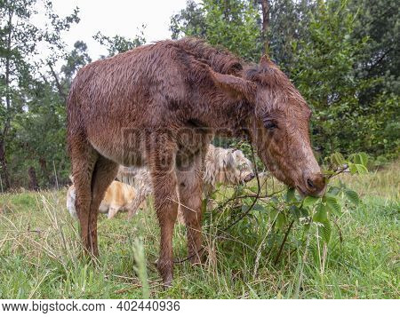 A Very Wet Brown Hinny Grazzing In A Field Near The Colonial Town Of Villa De Leyva, In The Central 