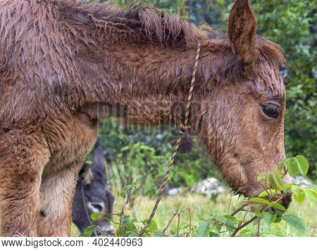 A Very Wet Brown Hinny Grazzing In A Field Near The Colonial Town Of Villa De Leyva, In The Central 