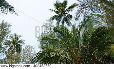 Green Palm Trees With Coconuts On The Beach. The Tropical Island Is Covered With Jungle. Huge Tree L