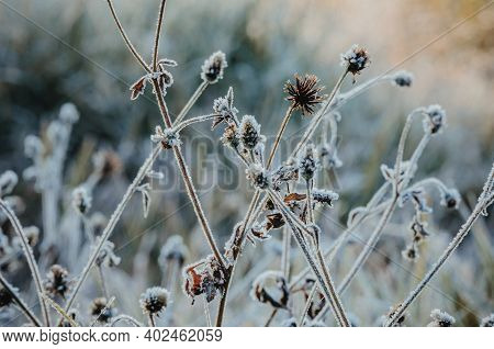 Snow And Rime Ice On The Branches Of Bushes. Autumn Winter Background With Twigs Covered With Hoarfr