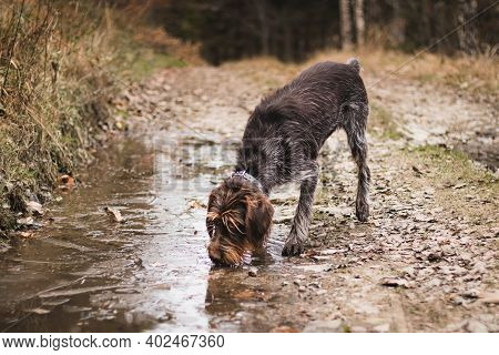 Barbu Tcheque Drinks Water From A  Puddle On Forest Road In Middle Of Beskydy Mountains. Hunting Dog