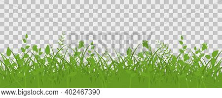 Green Grass Meadow Border. Spring Plant Field Lawn. Grass Background.