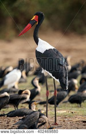 The Saddle-billed Stork (ephippiorhynchus Senegalensis) Standing On The River Bank. A Large African 