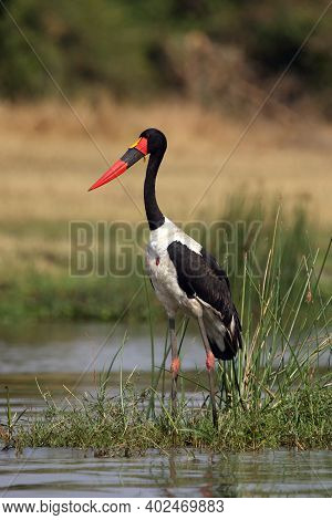 The Saddle-billed Stork (ephippiorhynchus Senegalensis) Standing In The River. A Large African Stork