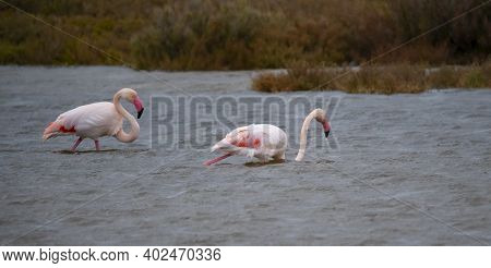 Flock Of Flamingos In Their Natural Ecosystem