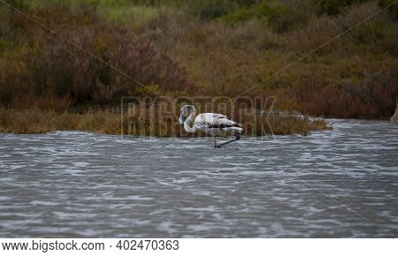 Flock Of Flamingos In Their Natural Ecosystem