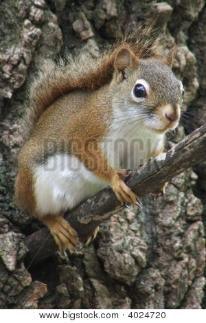 American Red Squirrel