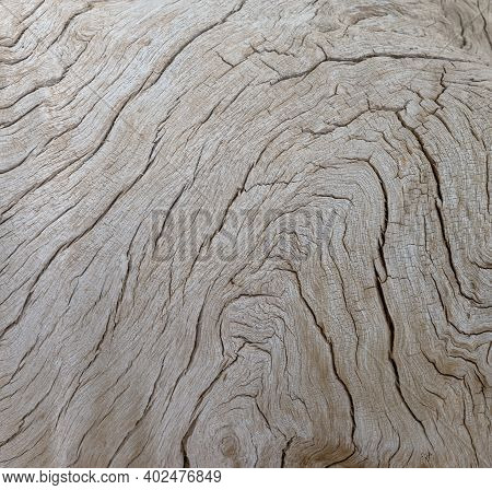Old Tree Trunk Of A Faidherbia Albida, Pattern