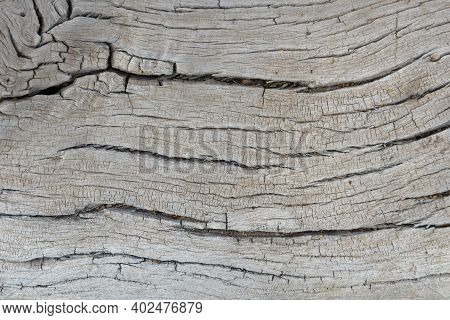Old Tree Trunk Of A Faidherbia Albida, Pattern