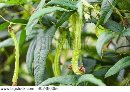 Wing Bean Grows On Vine Tree, Young Winged Beans Agriculture