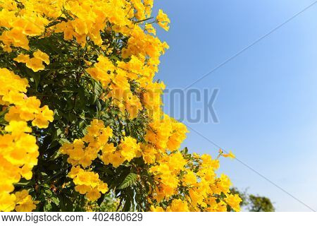 Yellow Flower On Tree In The Garden With Blue Sky, Beautiful Flowers Trumpetflower, Yellow Trumpet-f