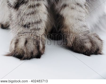 Detailed Picture Of Soft Cat Paws Sitting On A Table