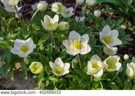 White Flowers Anemone Forest (latin: Anemone Sylvestris) Grown In The Garden In The Shade Under A Tr