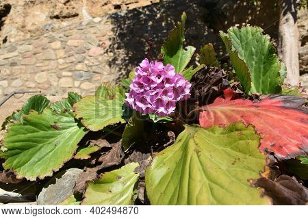 Pink Bergenia Crassifolia Flowers In Planter. Bergenia Crassifolia Flowers In Arnedillo.