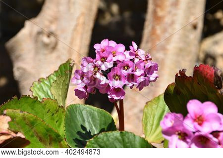 Detail Of Bergenia Crassifolia Flowers Illuminated By The Sun. Bergenia Crassifolia Flowers In Arned