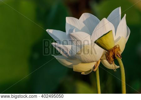 White Water Lily With Yellow Stamens In Full Flower In A Pond
