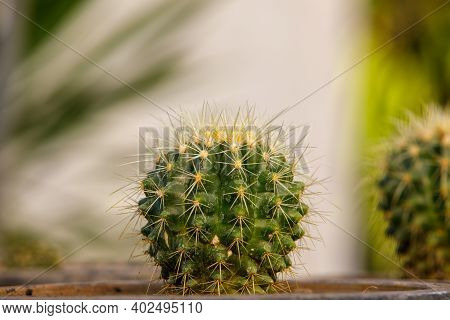 Close Up Of Cattus In Potted In Garden