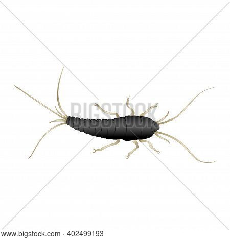 Silverfish Color Vector &amp; Photo (Free Trial) | Bigstock
