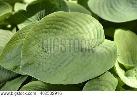 Plantain Lily Elegans Leaves - Latin Name - Hosta Sieboldiana Elegans