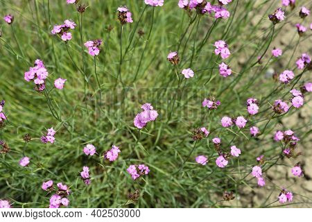 ?arthusian Pink Flowers - Latin Name - Dianthus Carthusianorum
