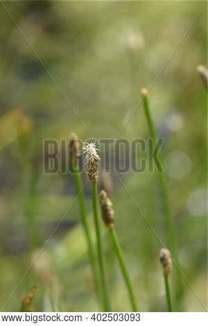 Common Spike-rush - Latin Name - Eleocharis Palustris