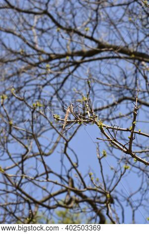 Common Catalpa New Leaves - Latin Name - Catalpa Bignonioides