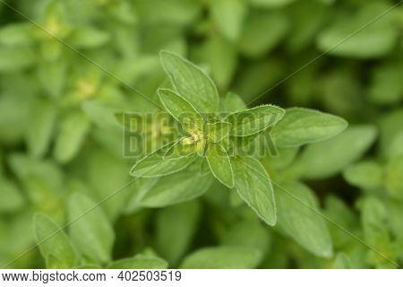 Oregano Herrenhausen Leaves - Latin Name - Origanum Laevigatum Herrenhausen