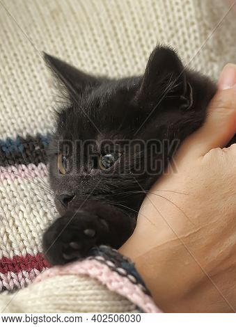 Black Fluffy Cute Cat In Hands Close Up