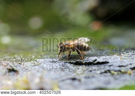 Honey Bee, Apis Mellifera, In Close Up Drinking Water By The Side Of A Stream In Spring With A Blurr