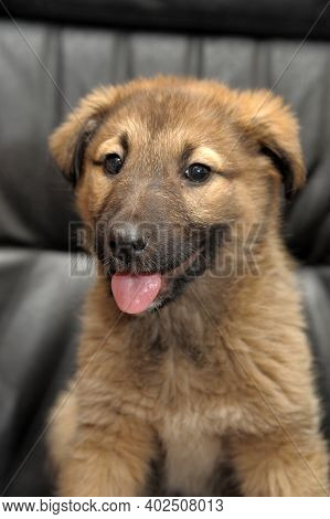 Red Mongrel Puppy On A Dark Background